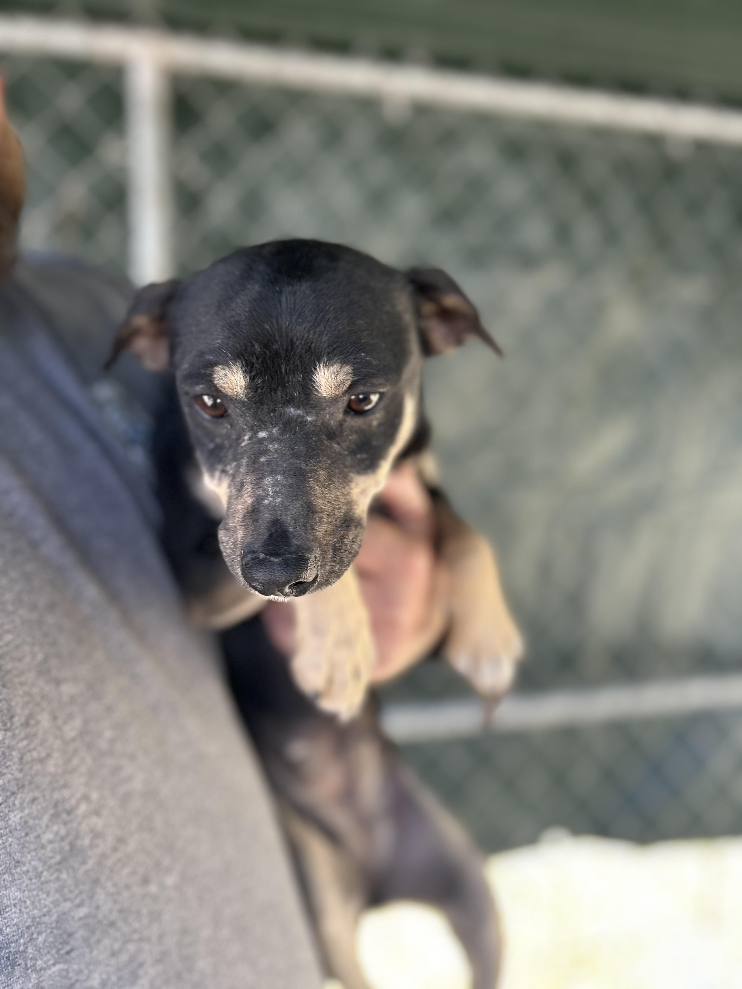 Enlarge Baby, a ADOPTABLE Chihuahua in Manchester, TN image 2/4