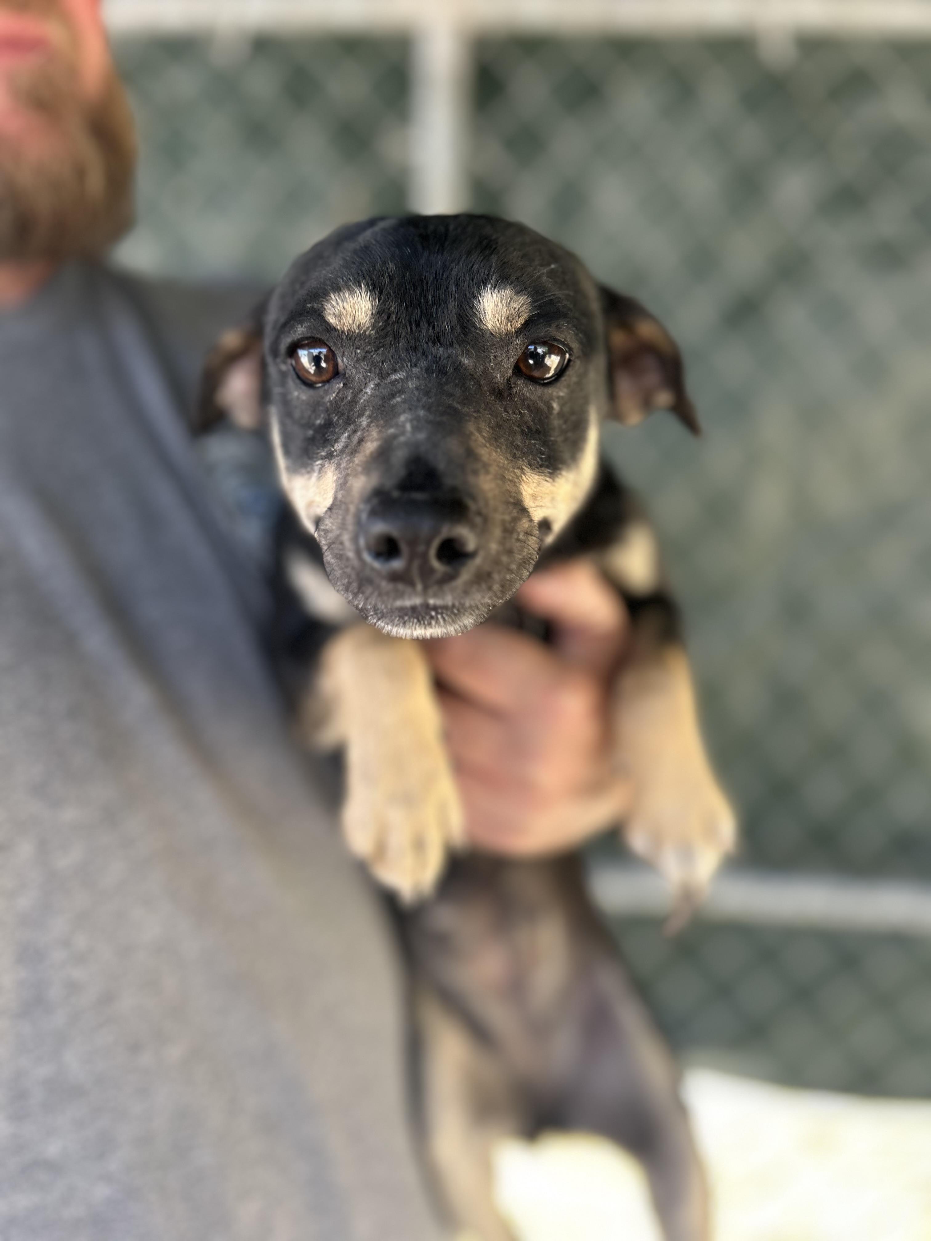 Enlarge Baby, a ADOPTABLE Chihuahua in Manchester, TN image 1/4