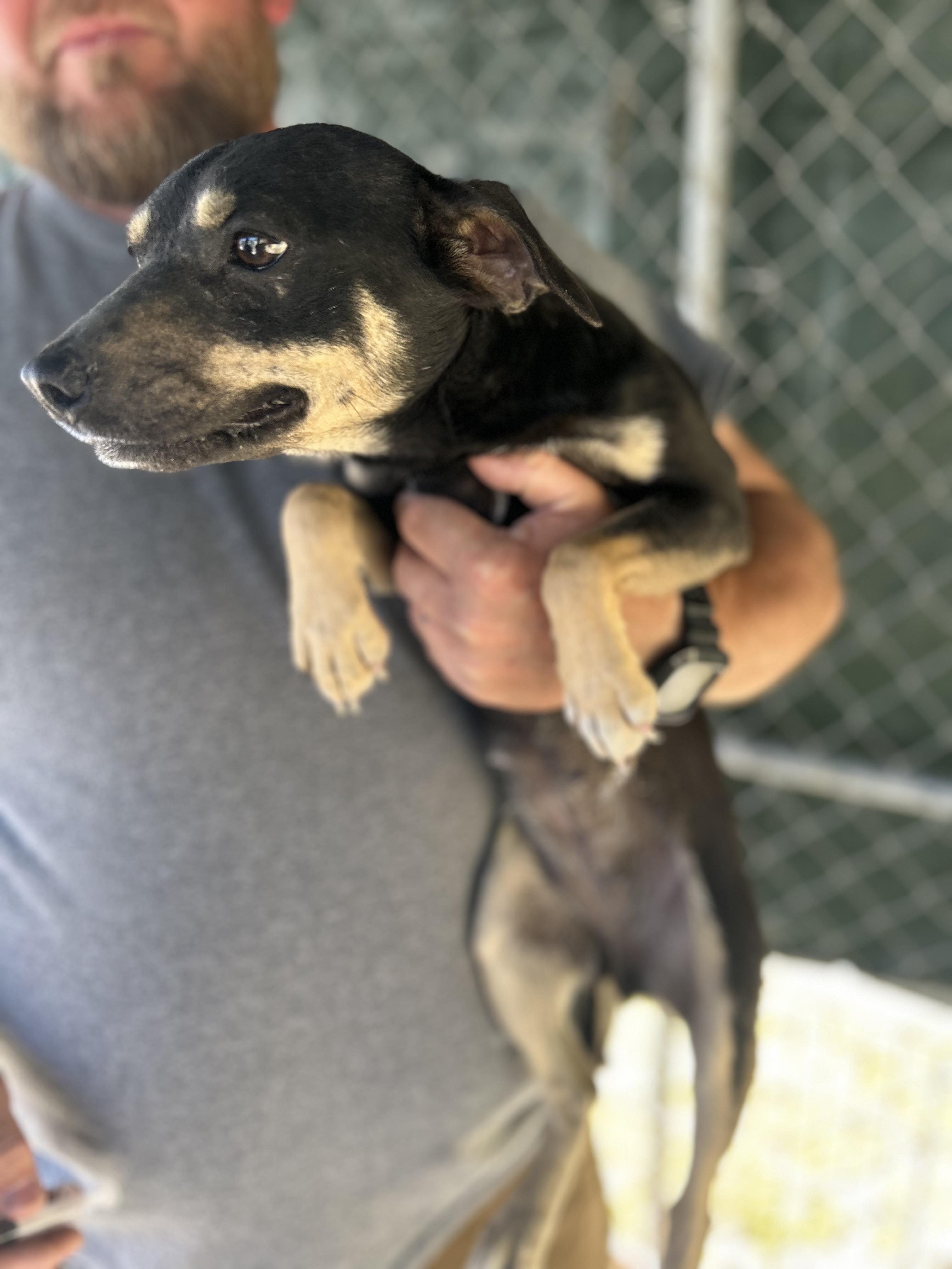 Enlarge Baby, a ADOPTABLE Chihuahua in Manchester, TN image 3/4