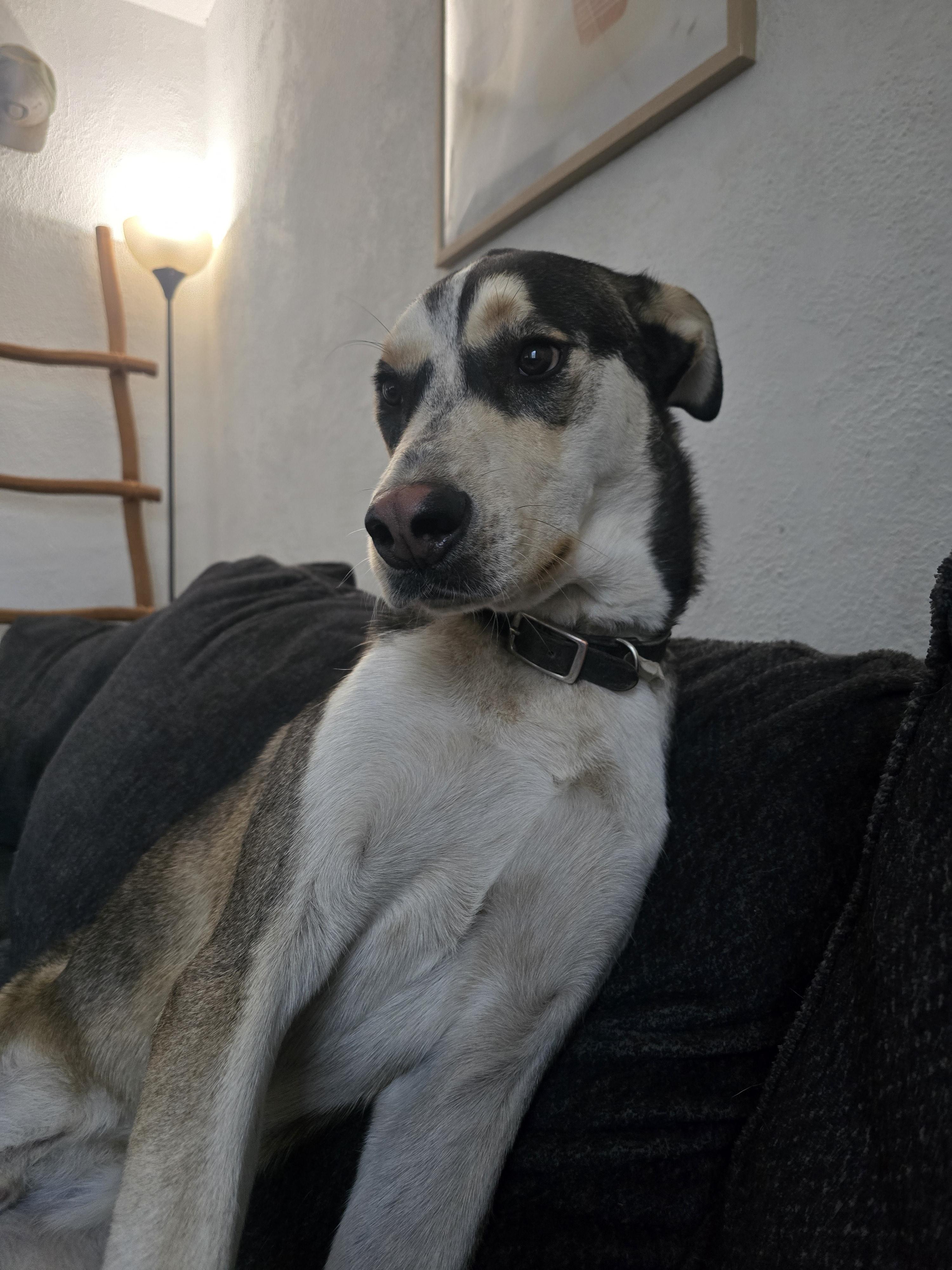 Beau, Adoptable, Young Male Great Dane & Husky.