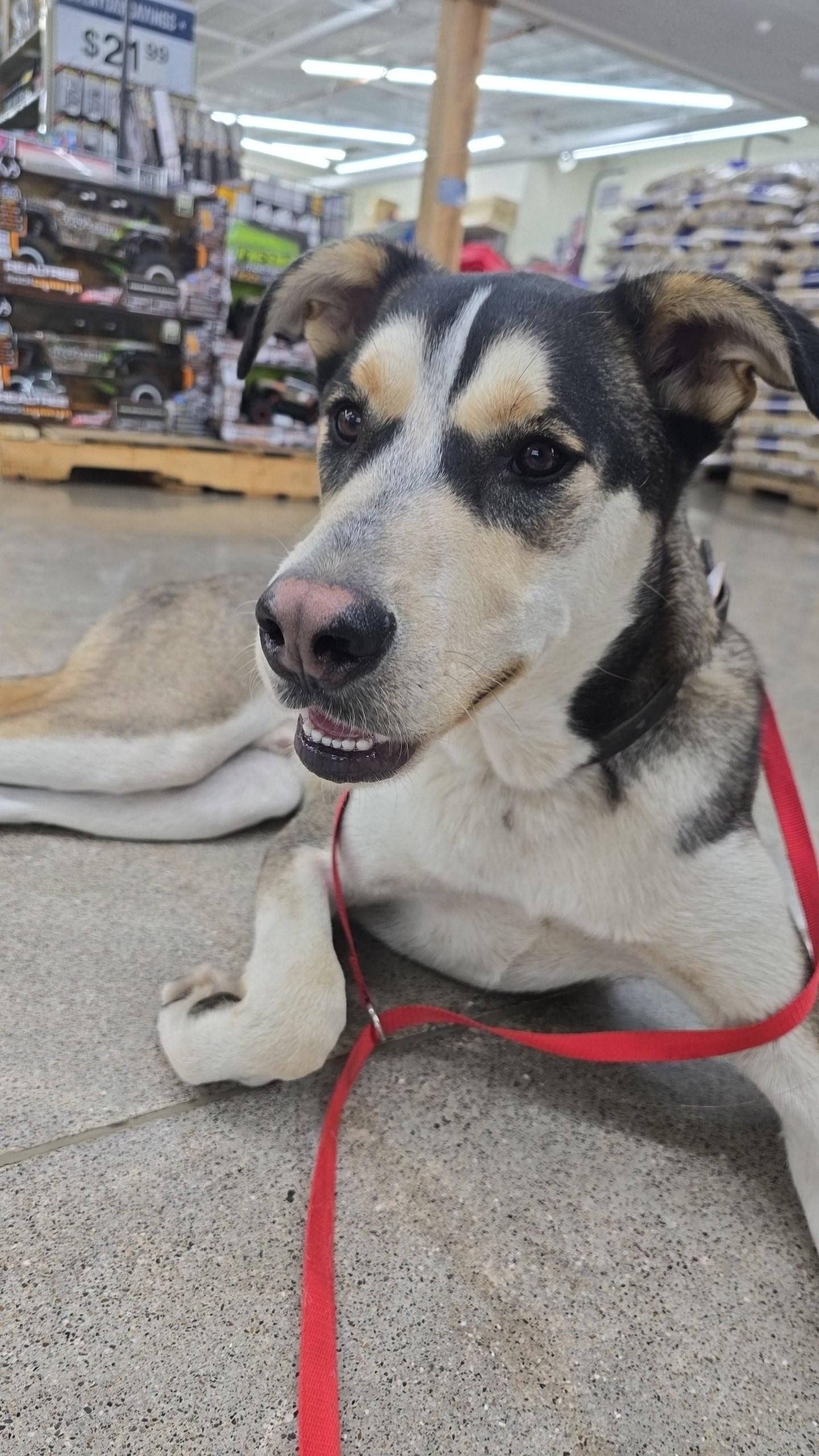 Beau, a Adoptable mixed breed in Pocatello, ID image 2/8