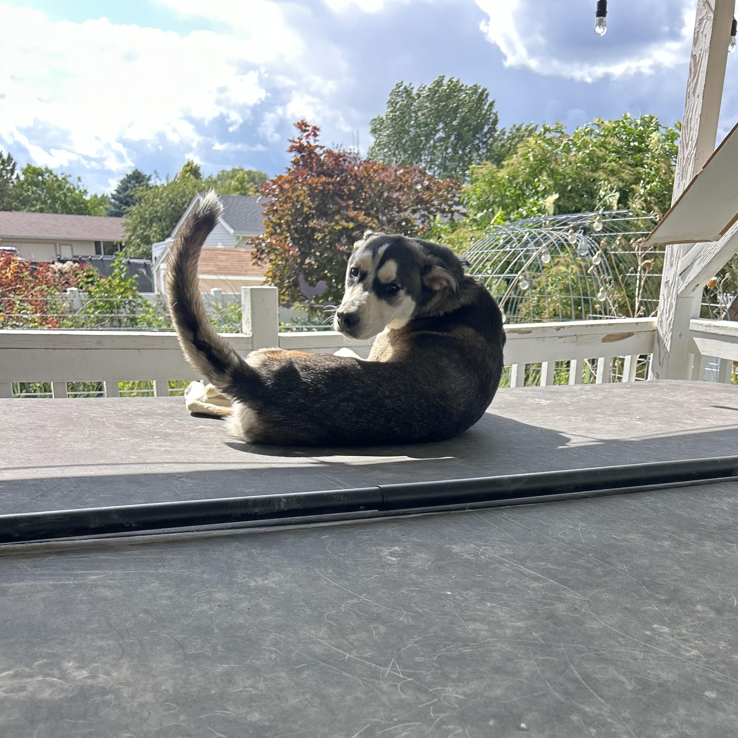 Enlarge Beau, a Adoptable mixed breed in Pocatello, ID image 7/8