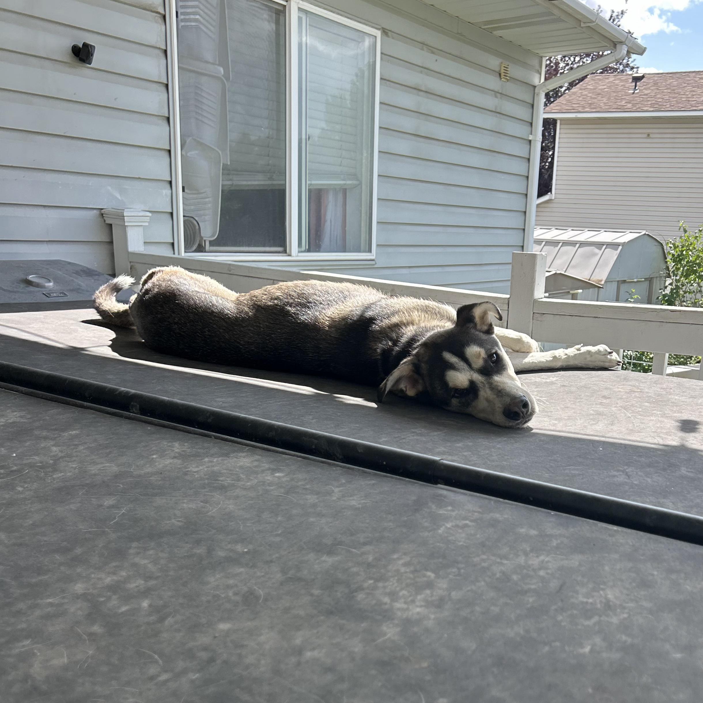 Beau, an adoptable Husky in Pocatello, ID, 83201 | Photo Image 1