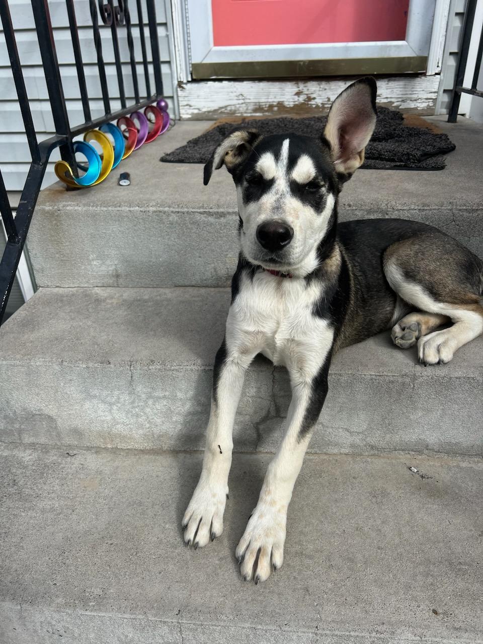 Enlarge Beau, a Adoptable mixed breed in Pocatello, ID image 8/8