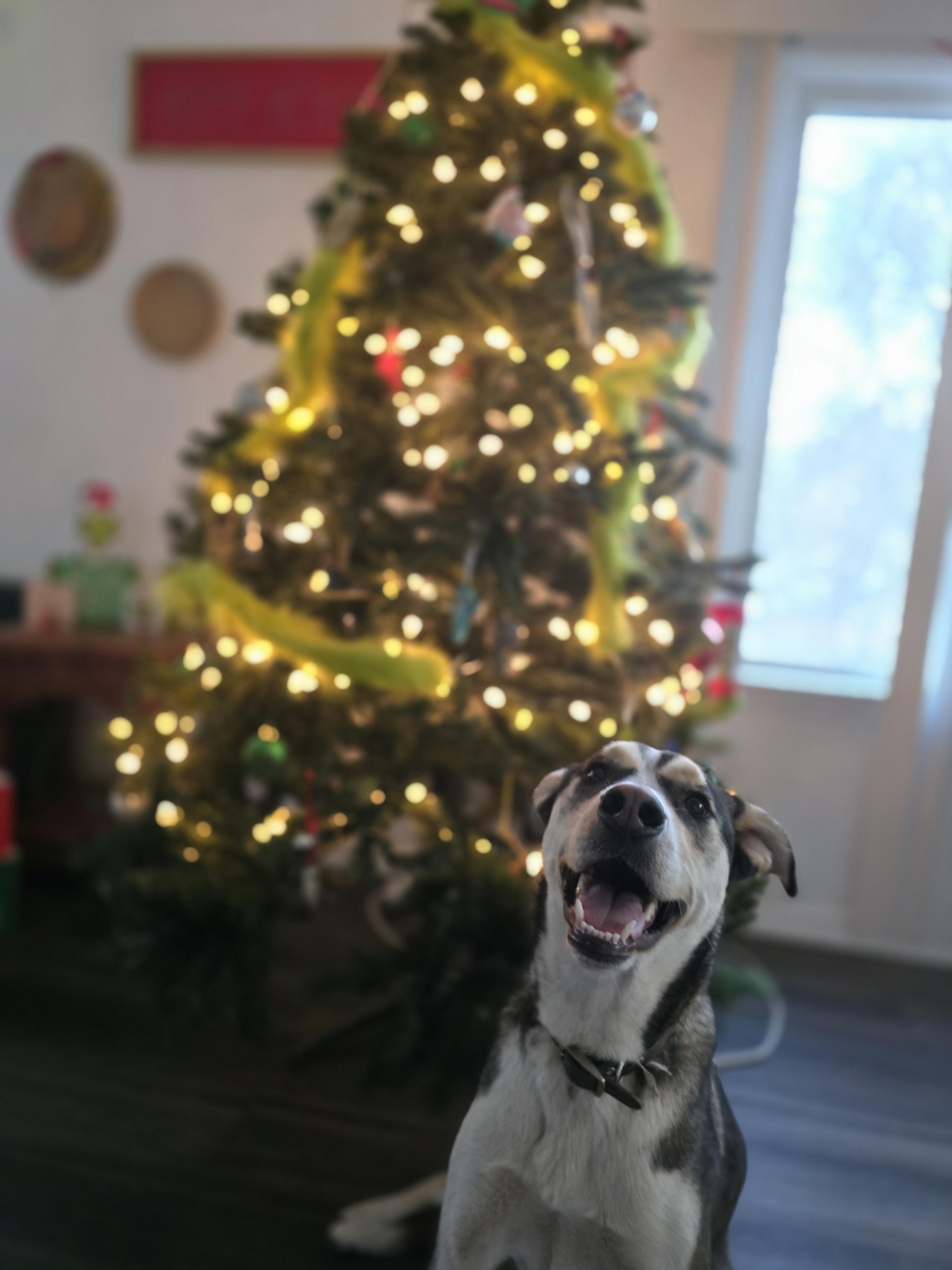 Beau, Adoptable, Young Male Great Dane & Husky.