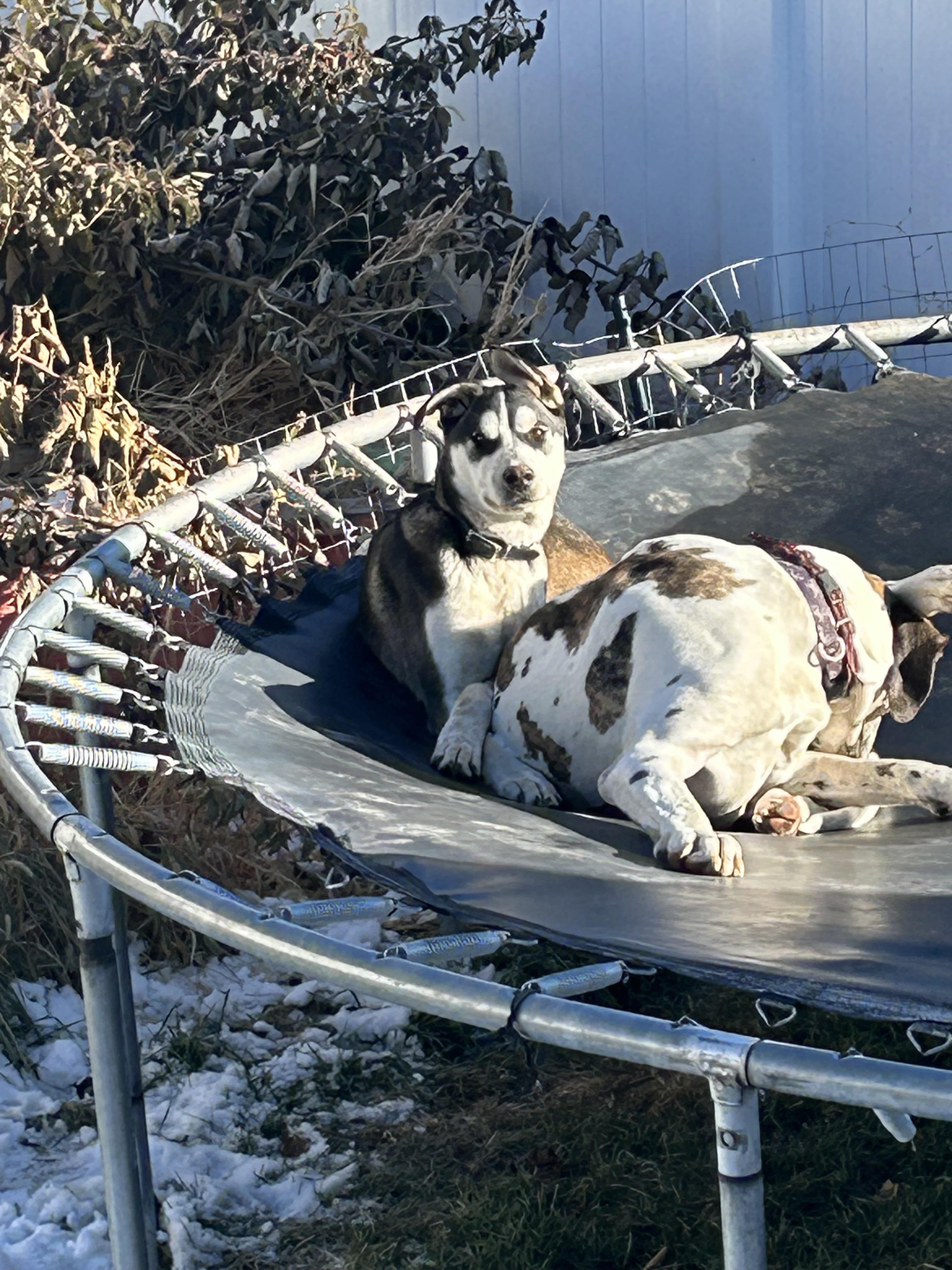 Beau, an adoptable Husky in Pocatello, ID, 83201 | Photo Image 6
