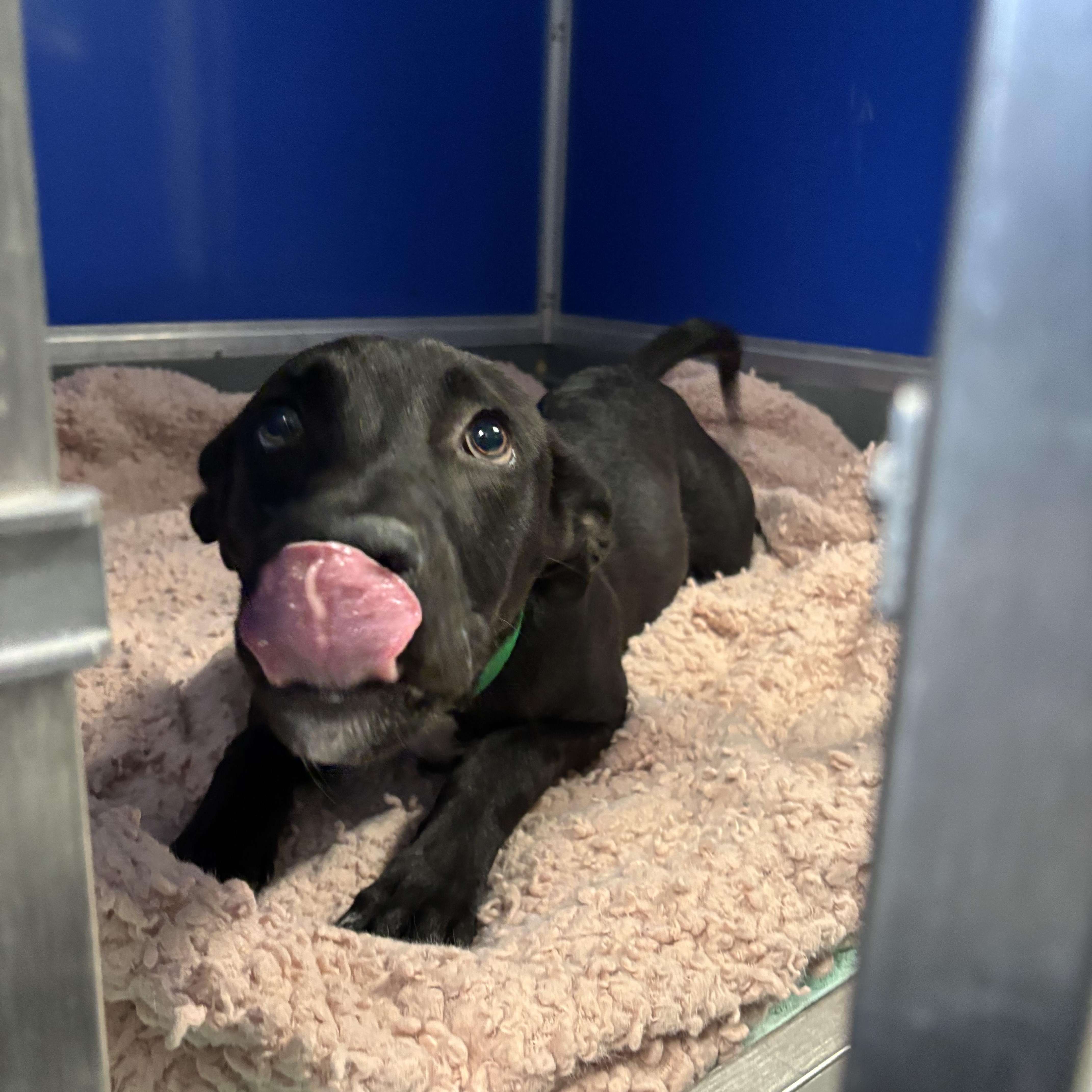 Rowdy, a ADOPTABLE mixed breed in Phoenix, AZ image 3/6