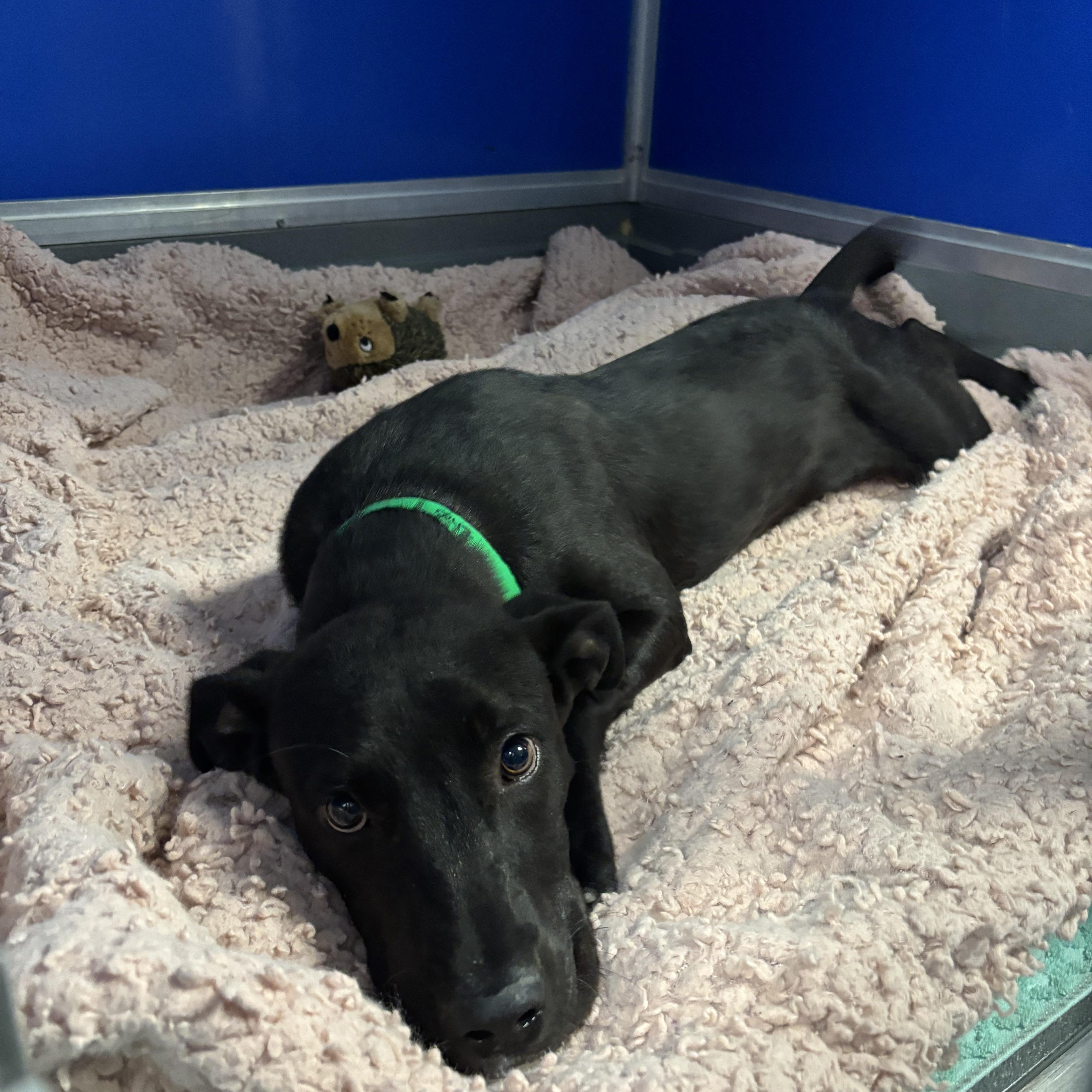 Rowdy, a ADOPTABLE mixed breed in Phoenix, AZ image 4/6