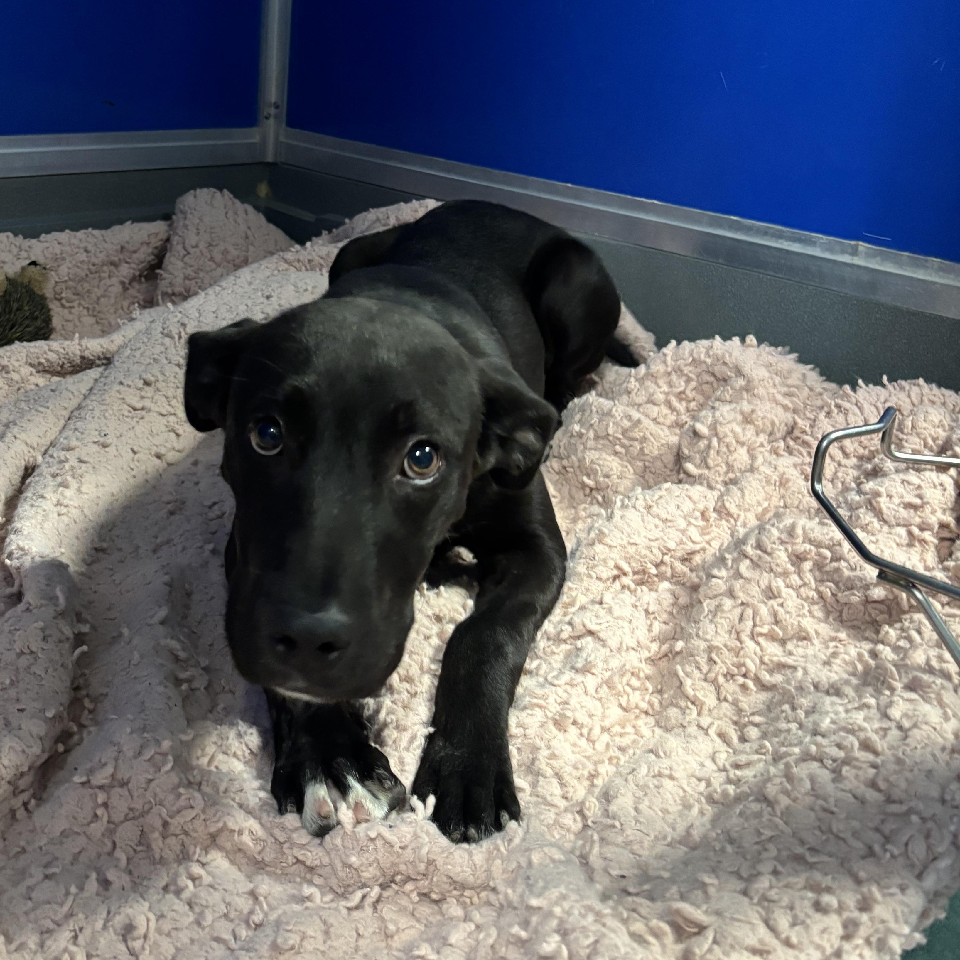 Rowdy, a ADOPTABLE mixed breed in Phoenix, AZ image 5/6