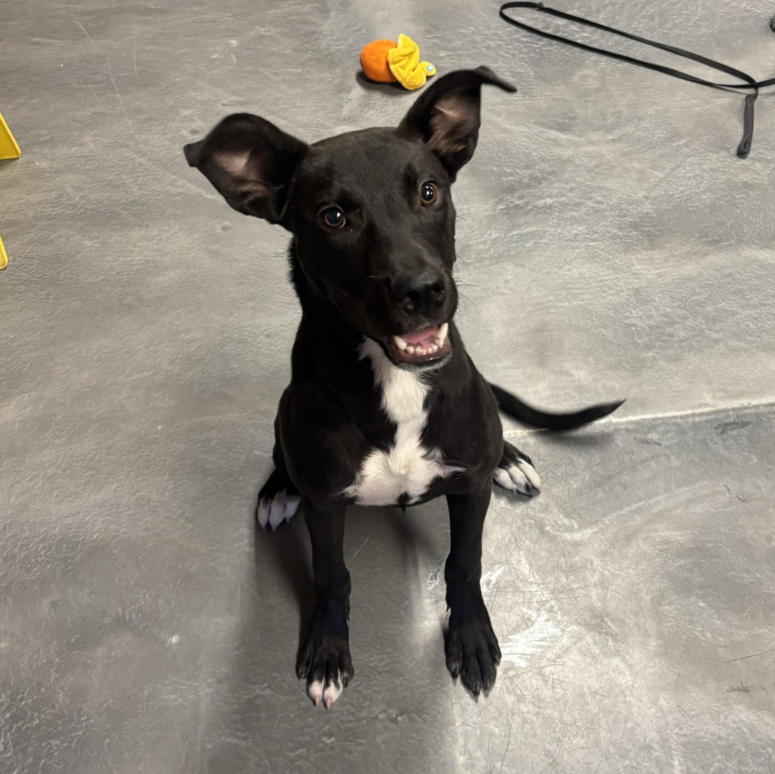 Rowdy, a ADOPTABLE mixed breed in Phoenix, AZ image 1/6
