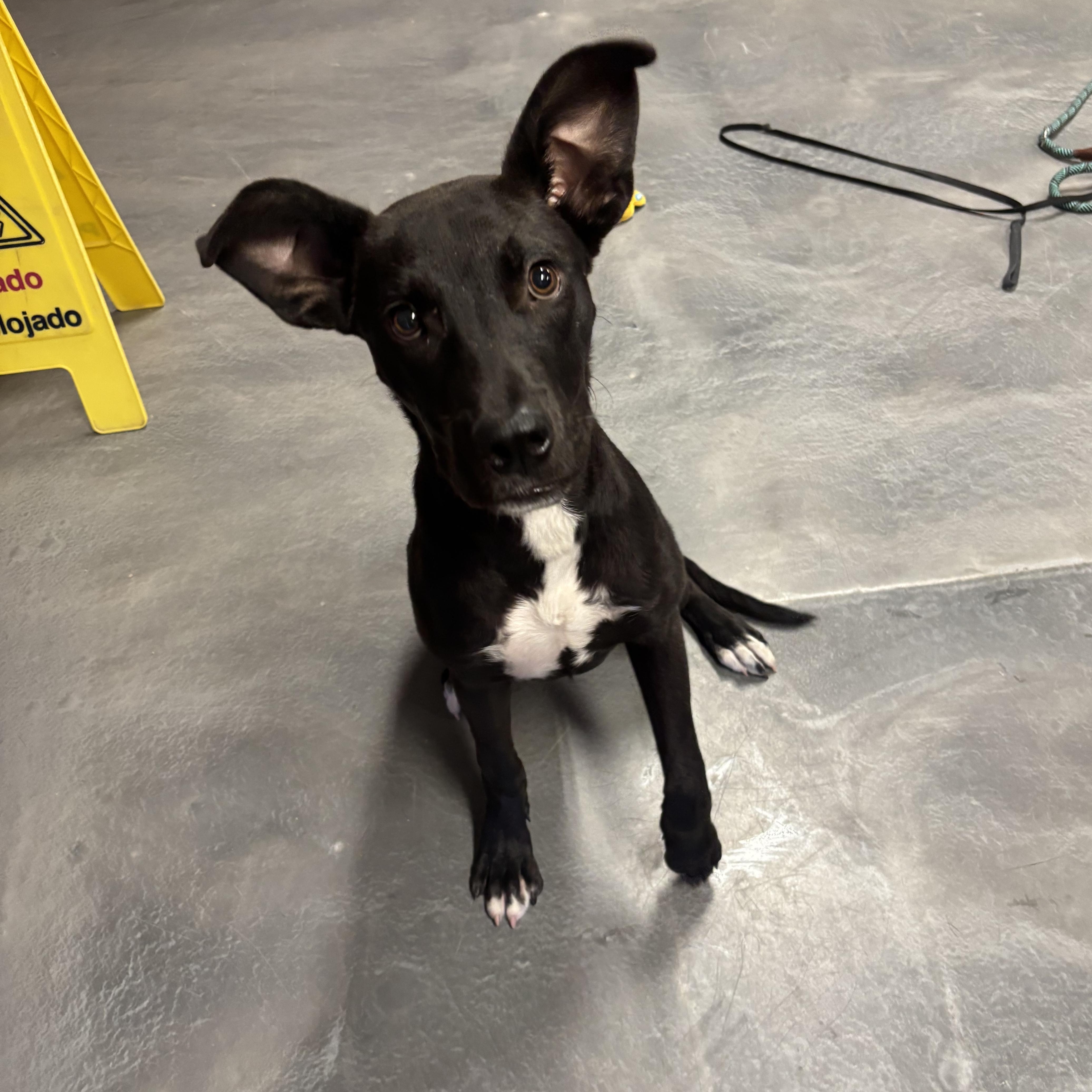 Rowdy, a ADOPTABLE mixed breed in Phoenix, AZ image 2/6