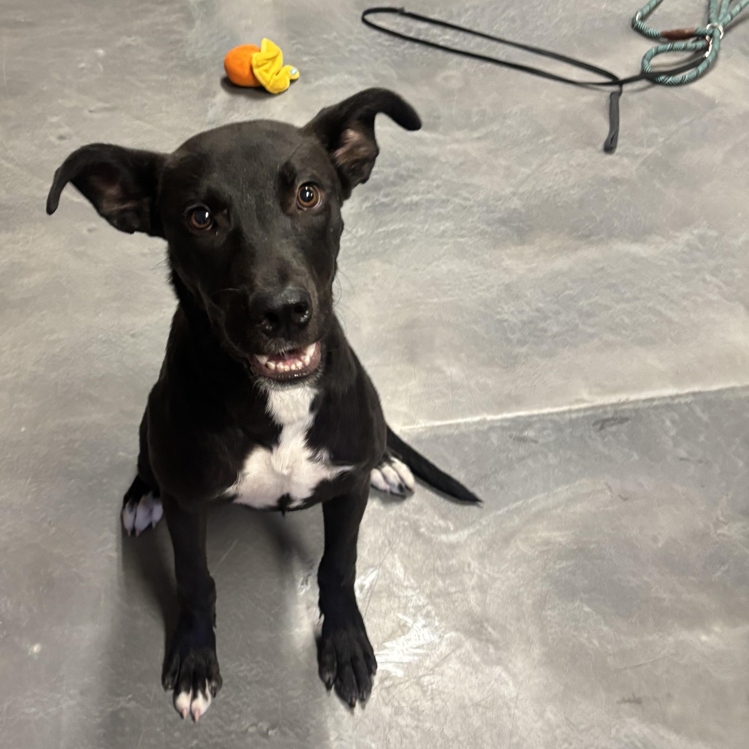 Rowdy, a ADOPTABLE mixed breed in Phoenix, AZ image 6/6