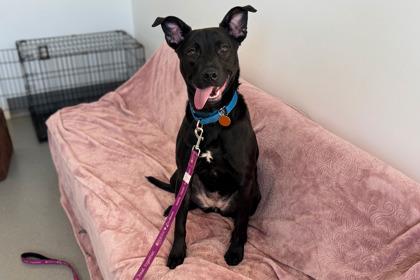 Star, Adoptable, Adult Female Labrador Retriever & Mixed Breed.