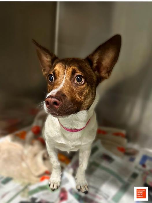 Ruby, adopted, Young Female Jack Russell Terrier.