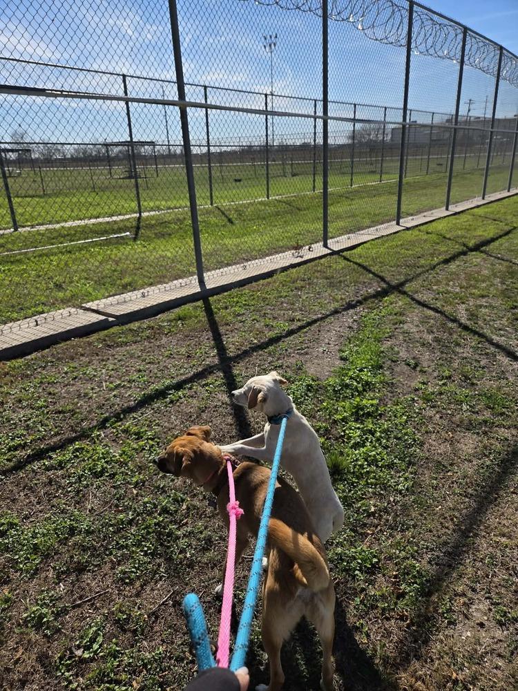 Enlarge Odin, a Adoptable mixed breed in Lockhart, TX image 1/6