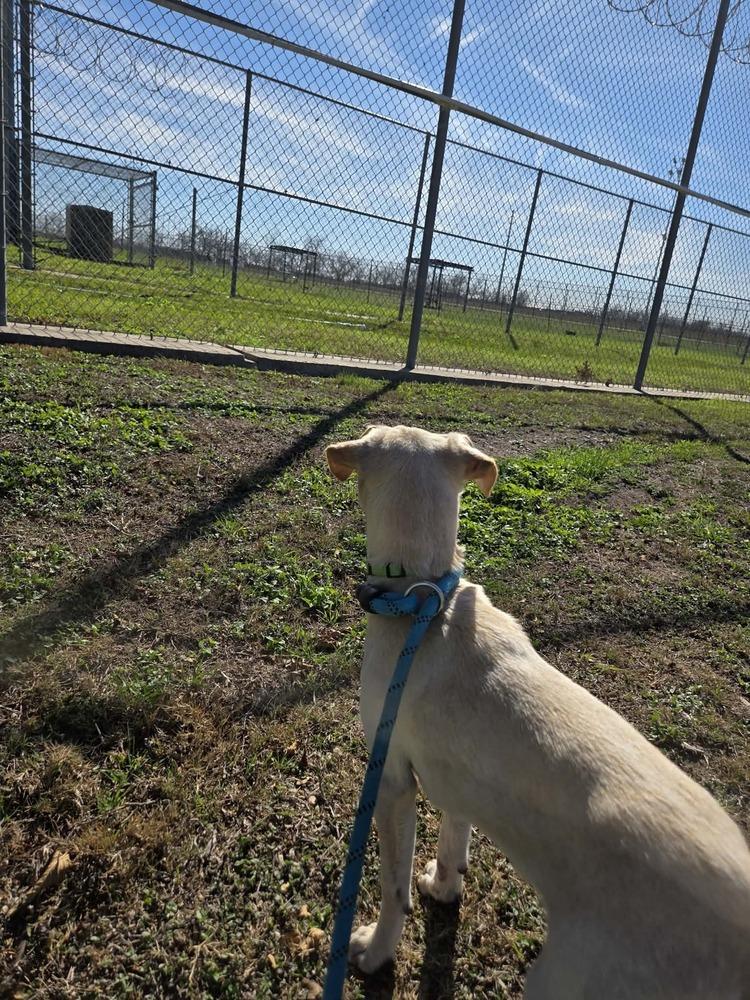 Enlarge Odin, a Adoptable mixed breed in Lockhart, TX image 2/6