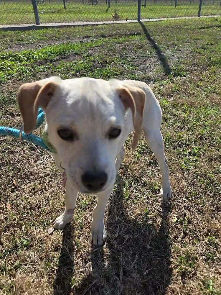 Enlarge Odin, a Adoptable mixed breed in Lockhart, TX image 3/6