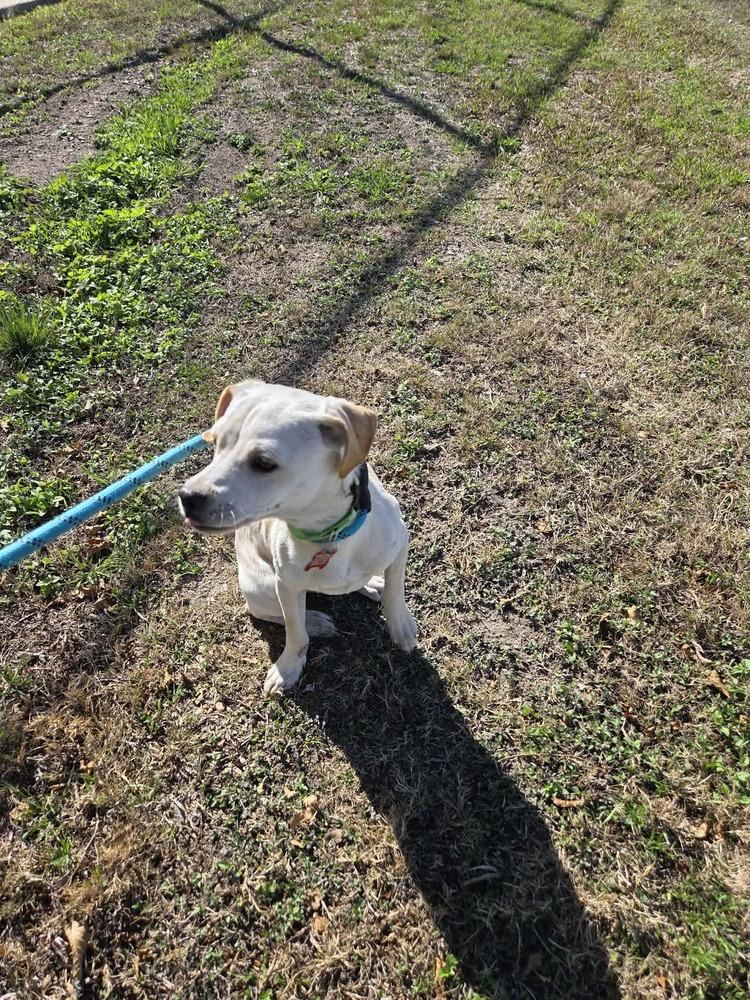 Enlarge Odin, a Adoptable mixed breed in Lockhart, TX image 4/6