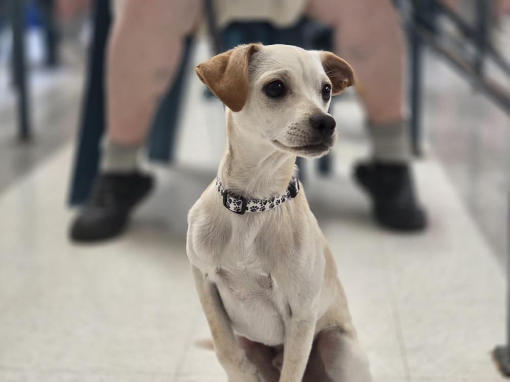 Enlarge Odin, a Adoptable mixed breed in Lockhart, TX image 5/6