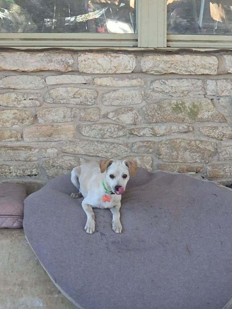 Enlarge Odin, a Adoptable mixed breed in Lockhart, TX image 6/6