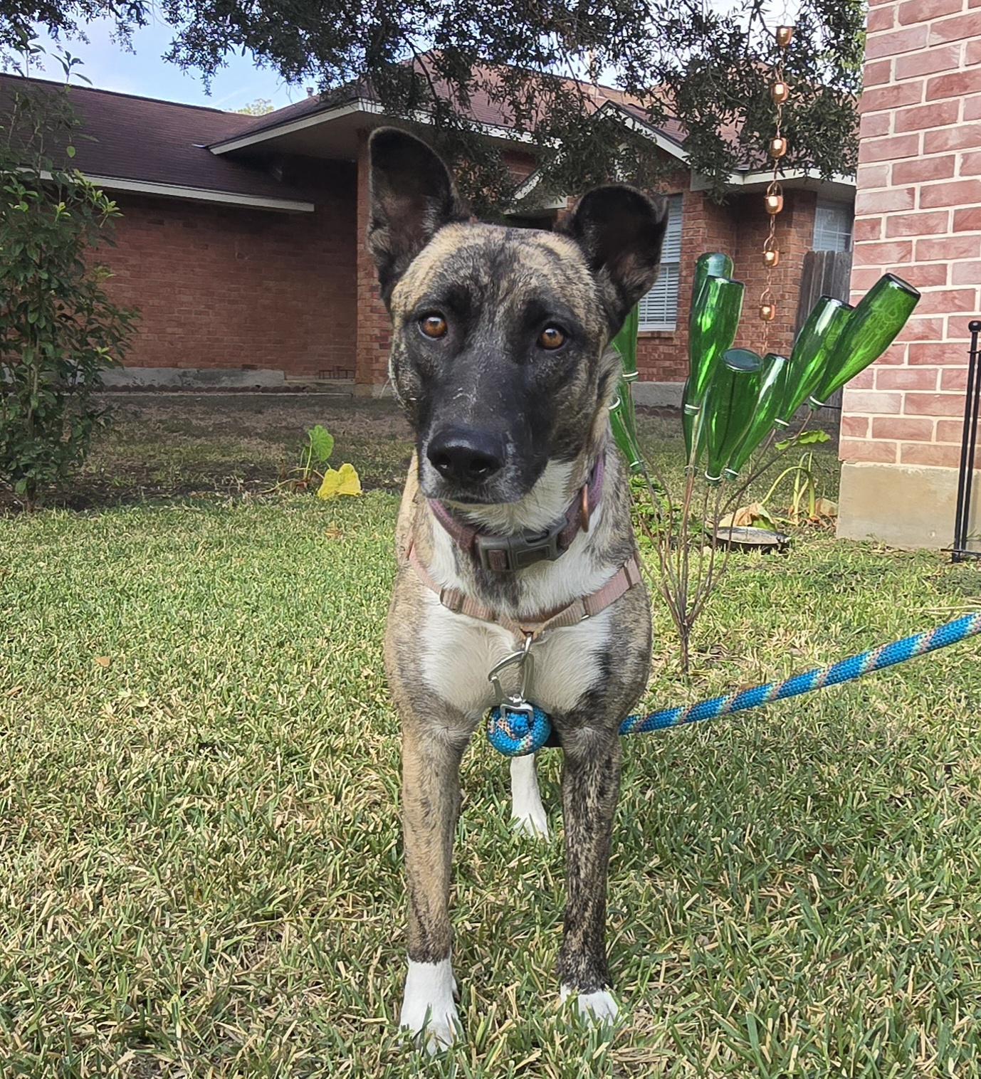 Bella, Adoptable, Young Female Belgian Shepherd / Malinois & Shepherd.