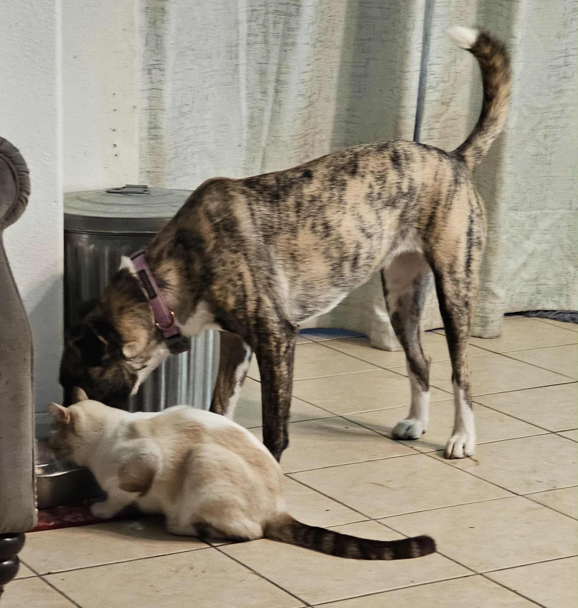 Bella, a Adoptable mixed breed in Albany, NY image 4/6