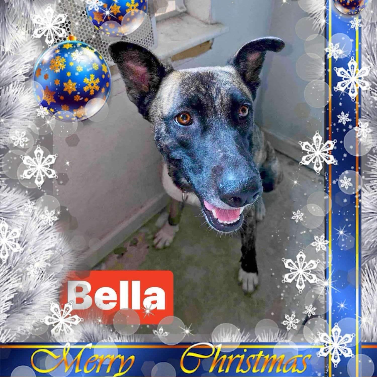 Bella, a Adoptable mixed breed in Albany, NY image 5/6