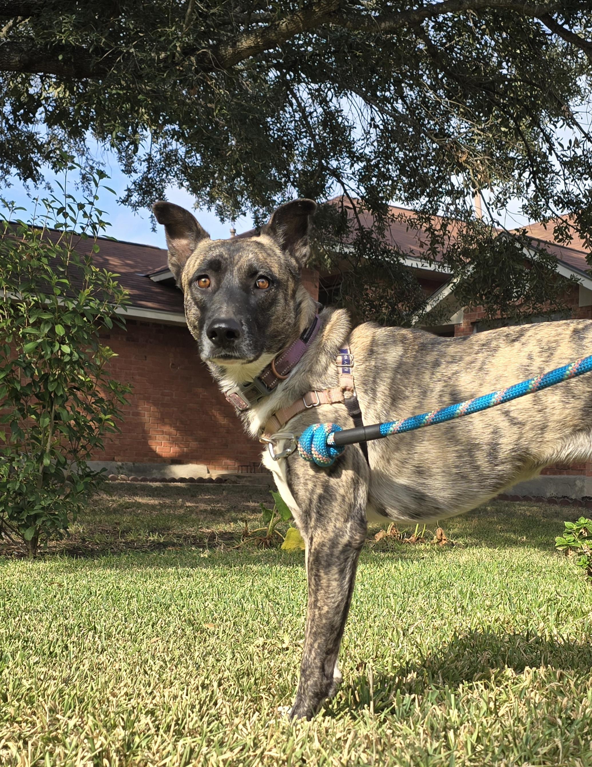 Bella, a Adoptable mixed breed in Albany, NY image 6/6