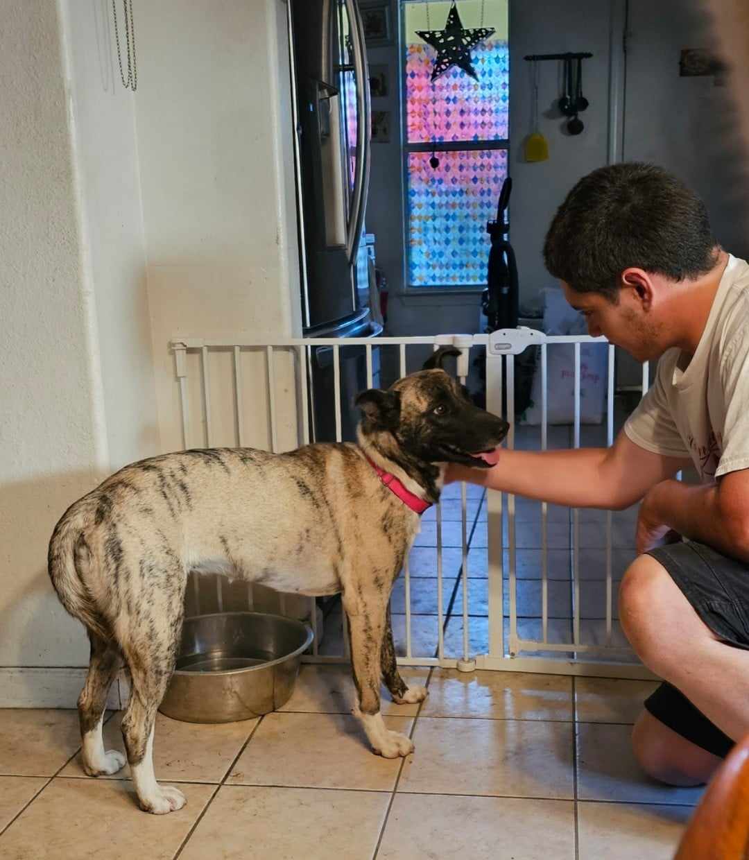 Bella, Adoptable, Young Female Belgian Shepherd / Malinois & Shepherd.