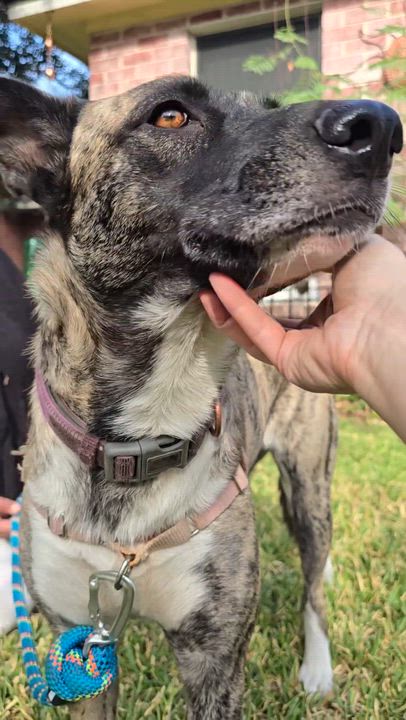 Enlarge Bella, a Adoptable mixed breed in Albany, NY video 2/6