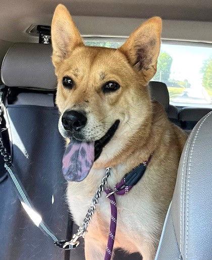 Suki, Adoptable, Adult Female Shepherd.