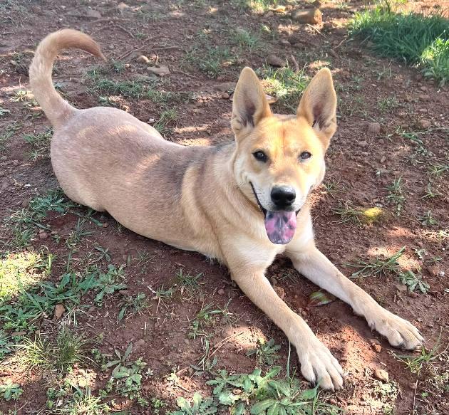 Enlarge Suki, a Adoptable Shepherd in Carrollton, GA image 2/3