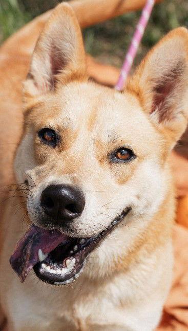 Enlarge Suki, a Adoptable Shepherd in Carrollton, GA image 3/3