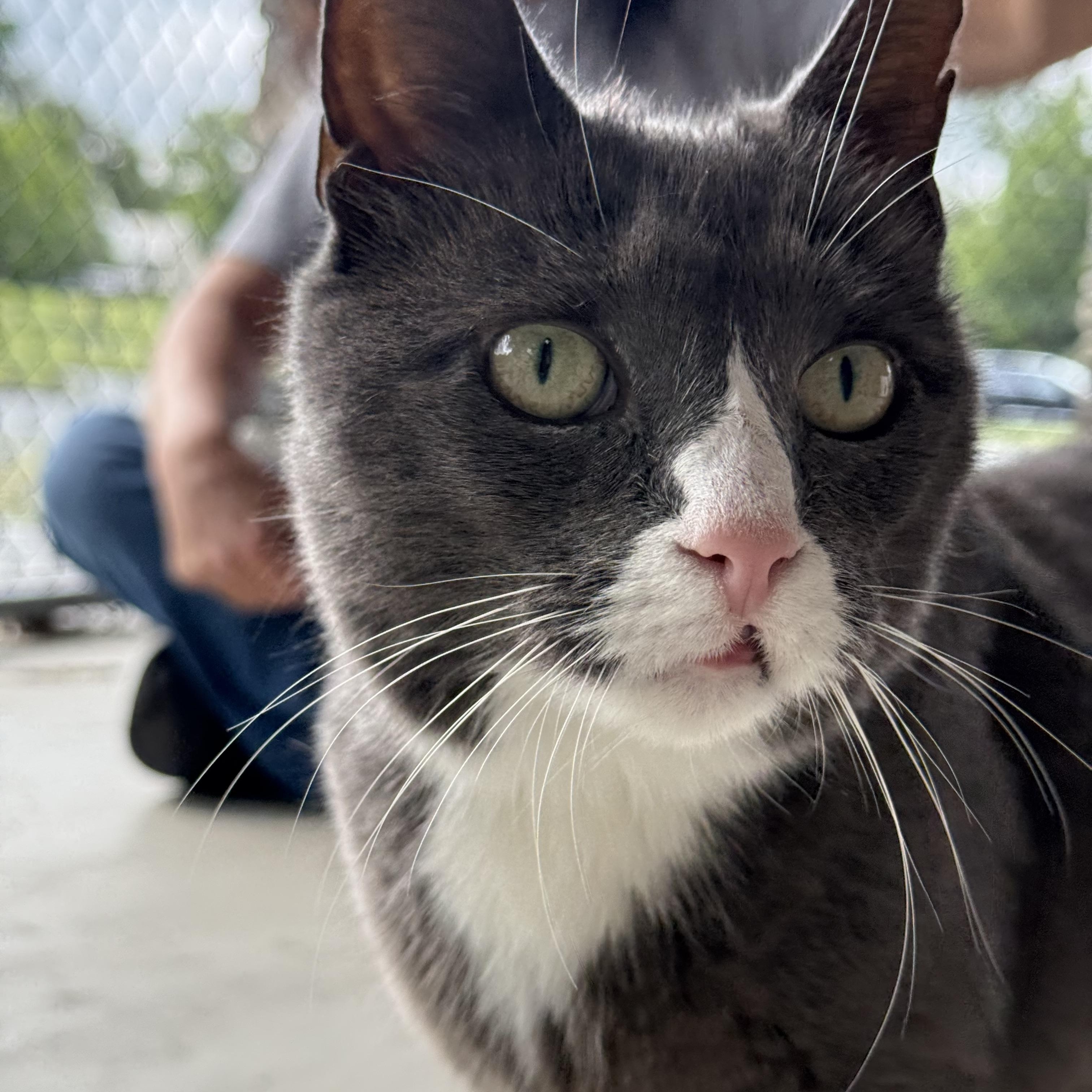Sasha, ADOPTABLE, Adult Female Domestic Short Hair.