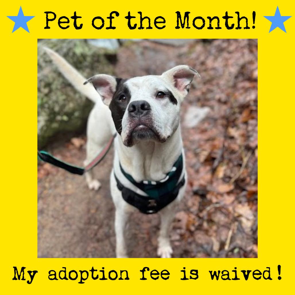 Ziggy — thumbnail 3