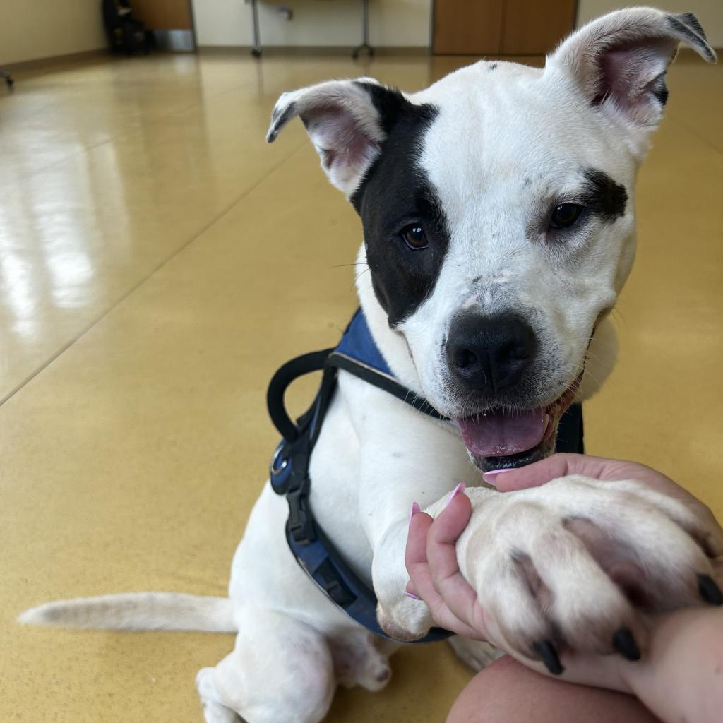 Ziggy — thumbnail 6