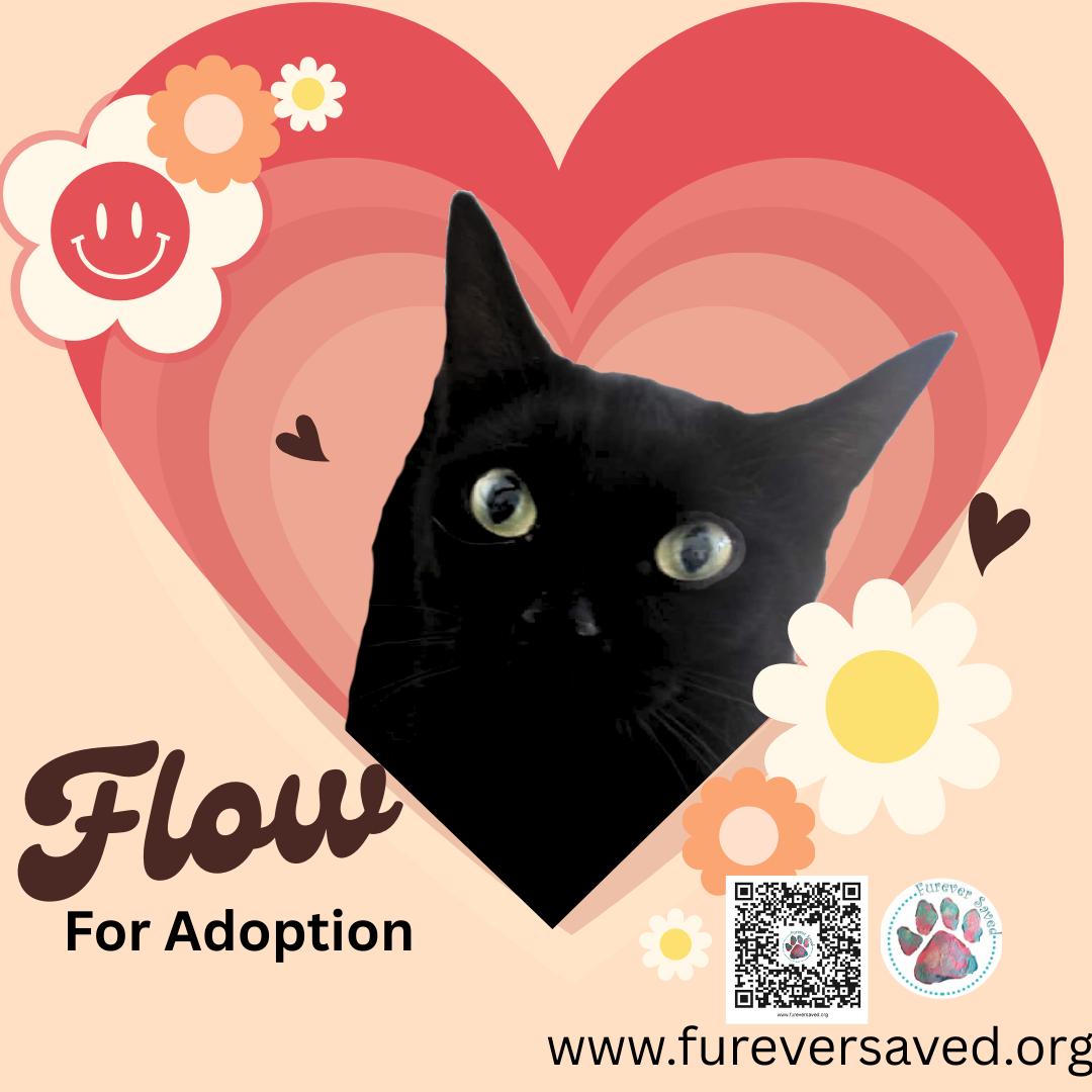Enlarge Flow, a ADOPTABLE Domestic Short Hair in Miami, FL image 2/2