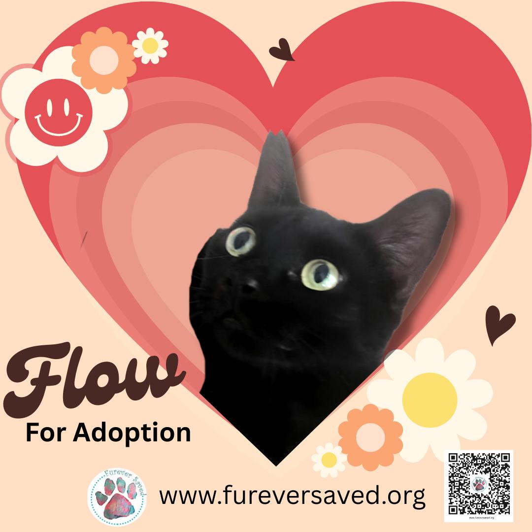 Enlarge Flow, a ADOPTABLE Domestic Short Hair in Miami, FL image 1/2