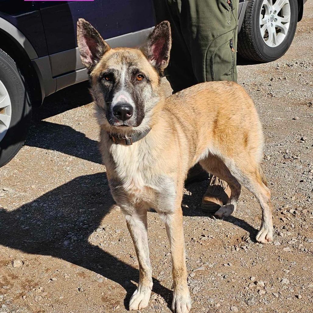 Kia, Adoptable, Adult Female Husky & Sheep Dog.