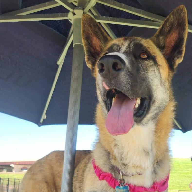 Enlarge Kia, a Adoptable mixed breed in Newcastle, OK image 2/3