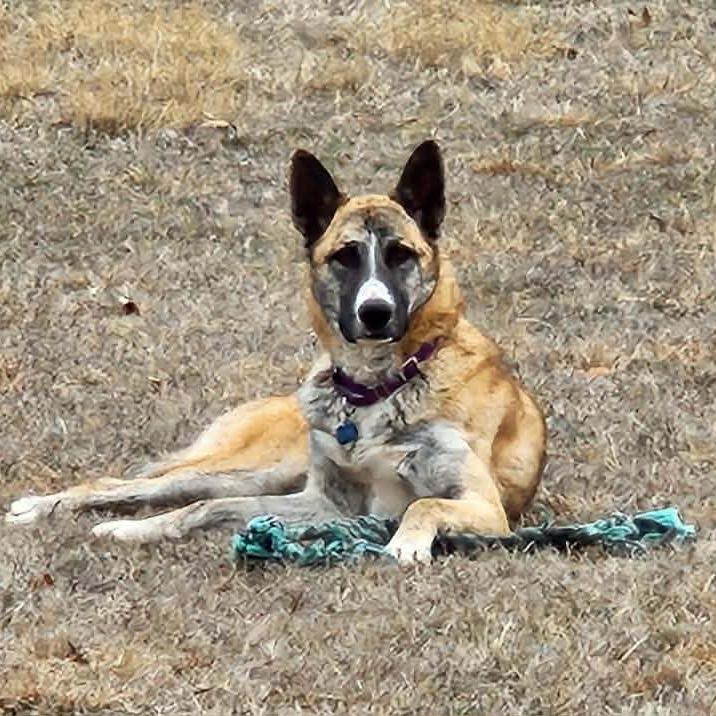 Enlarge Kia, a Adoptable mixed breed in Newcastle, OK image 3/3