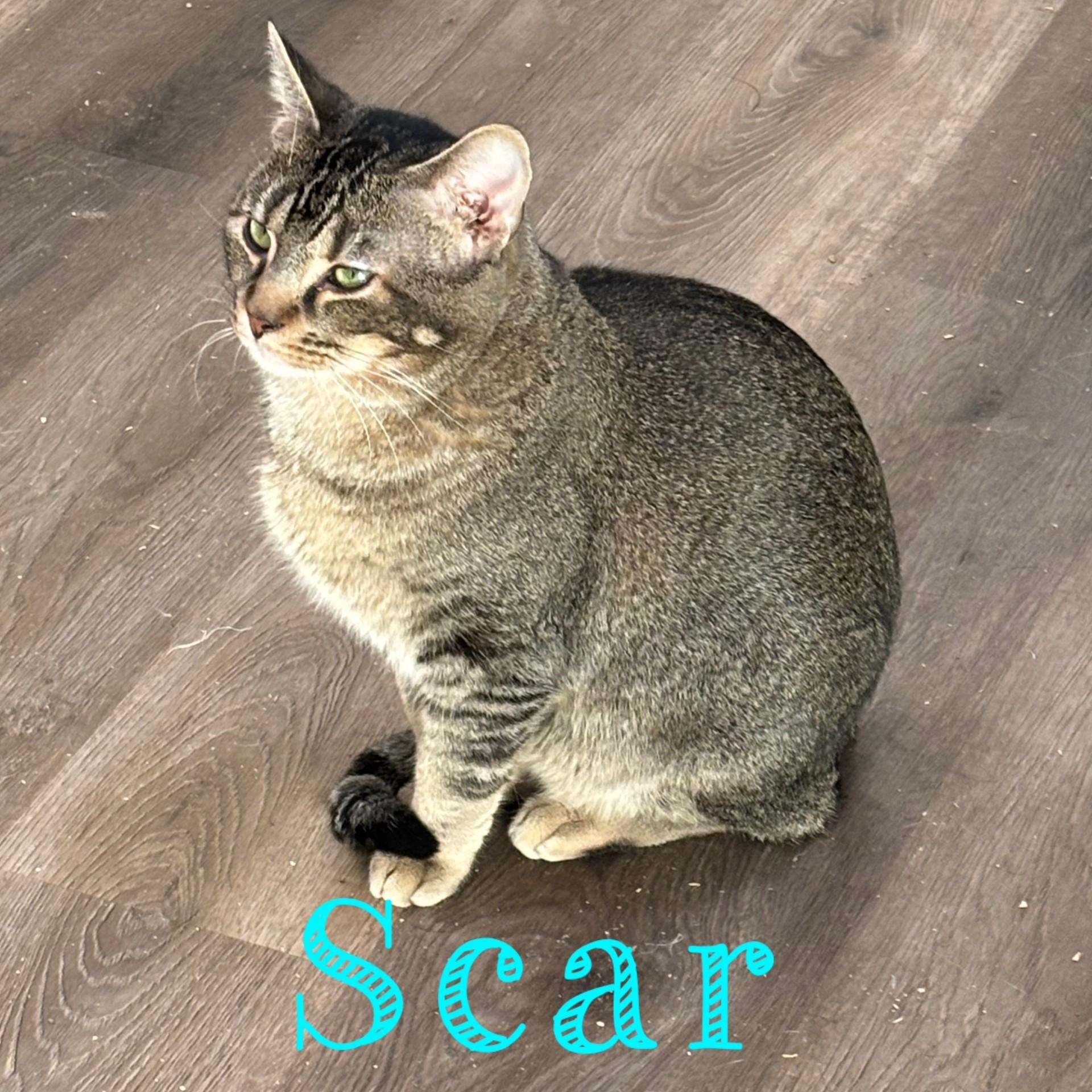 Enlarge Scar, a Adoptable Domestic Medium Hair in Pekin, IL image 2/3