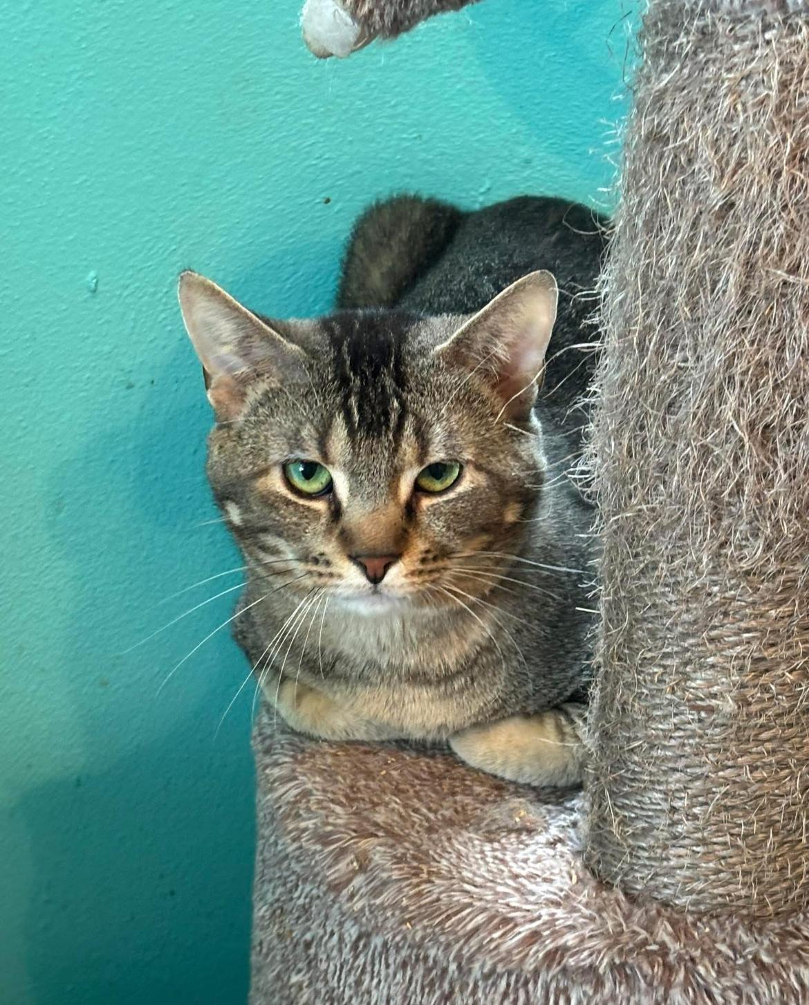 Enlarge Scar, a Adoptable Domestic Medium Hair in Pekin, IL image 1/2