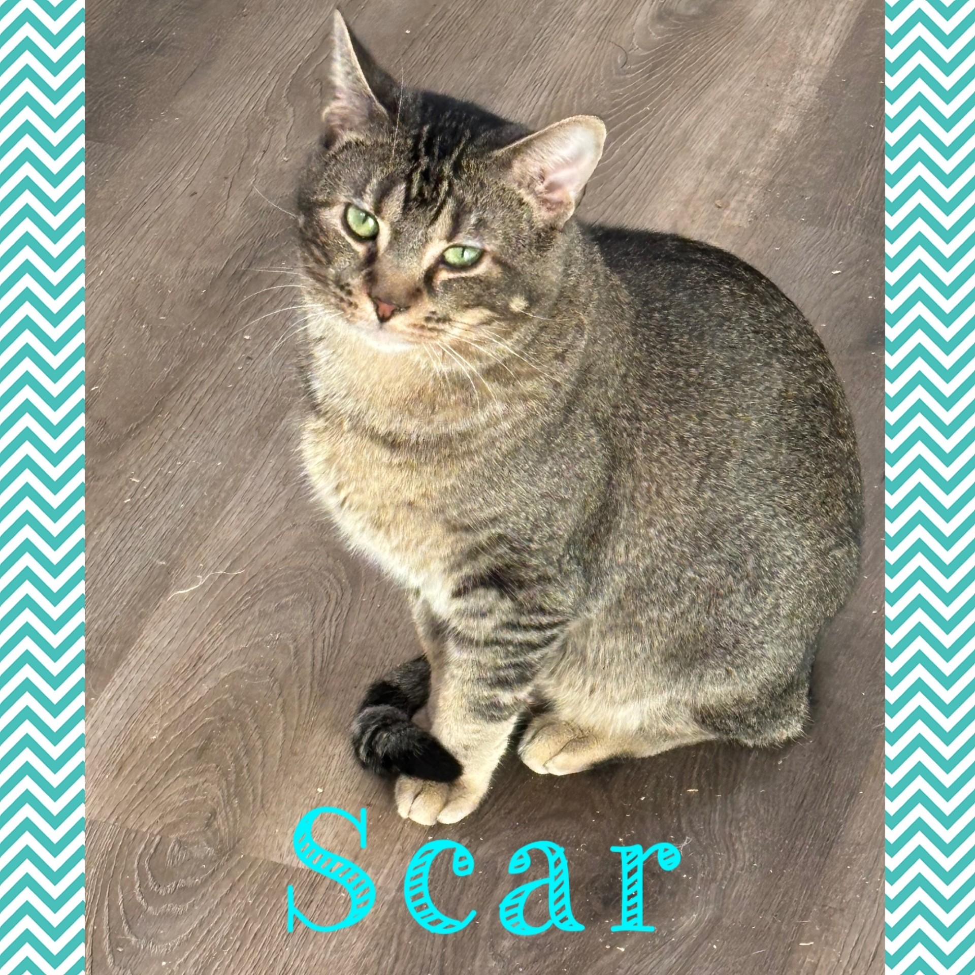 Enlarge Scar, a Adoptable Domestic Medium Hair in Pekin, IL image 1/3