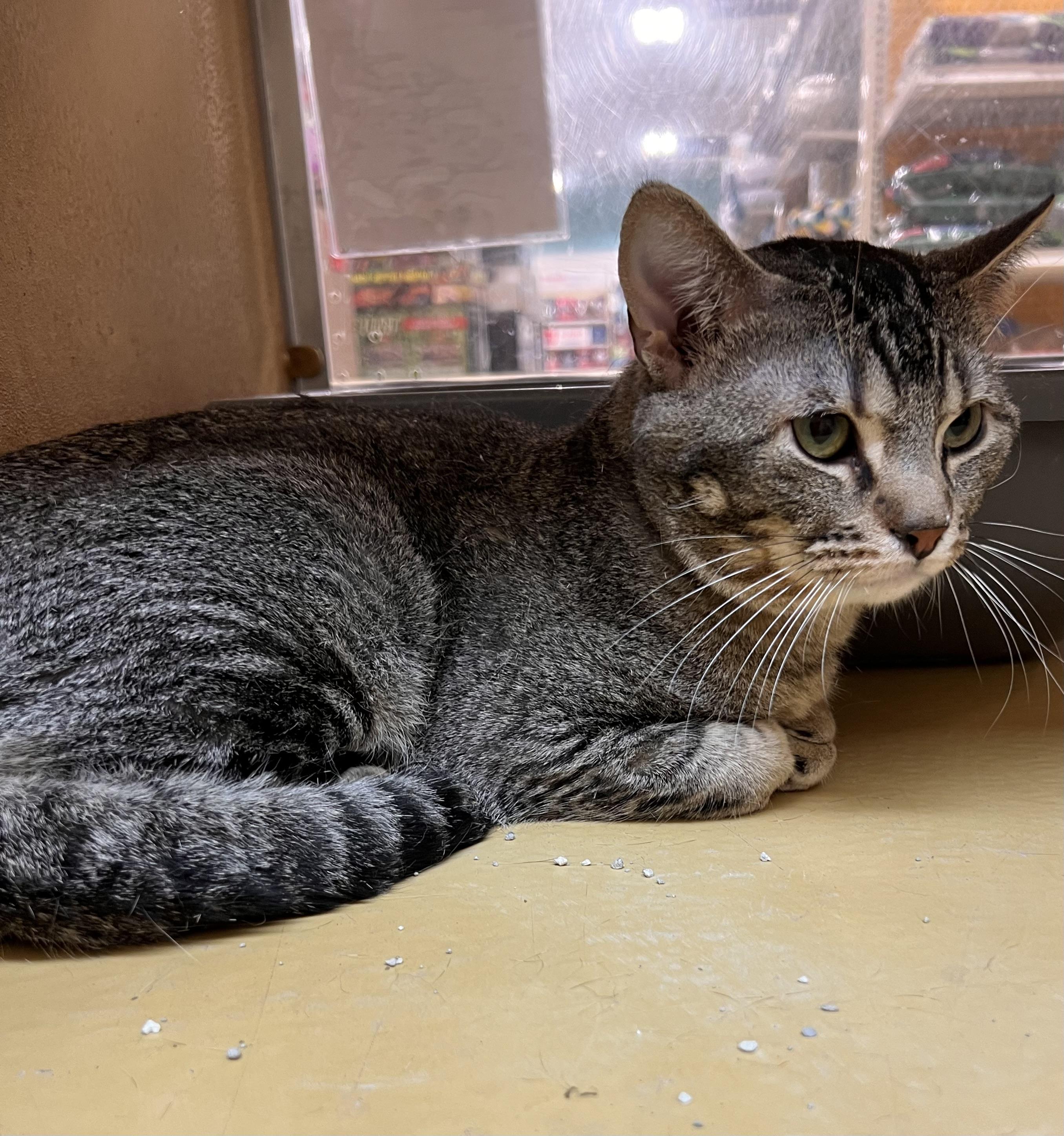 Enlarge Scar, a Adoptable Domestic Medium Hair in Pekin, IL image 2/2