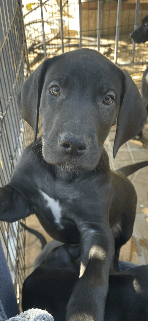Enlarge Jan, a Adopted Great Dane in Simi Valley, CA image 1/4