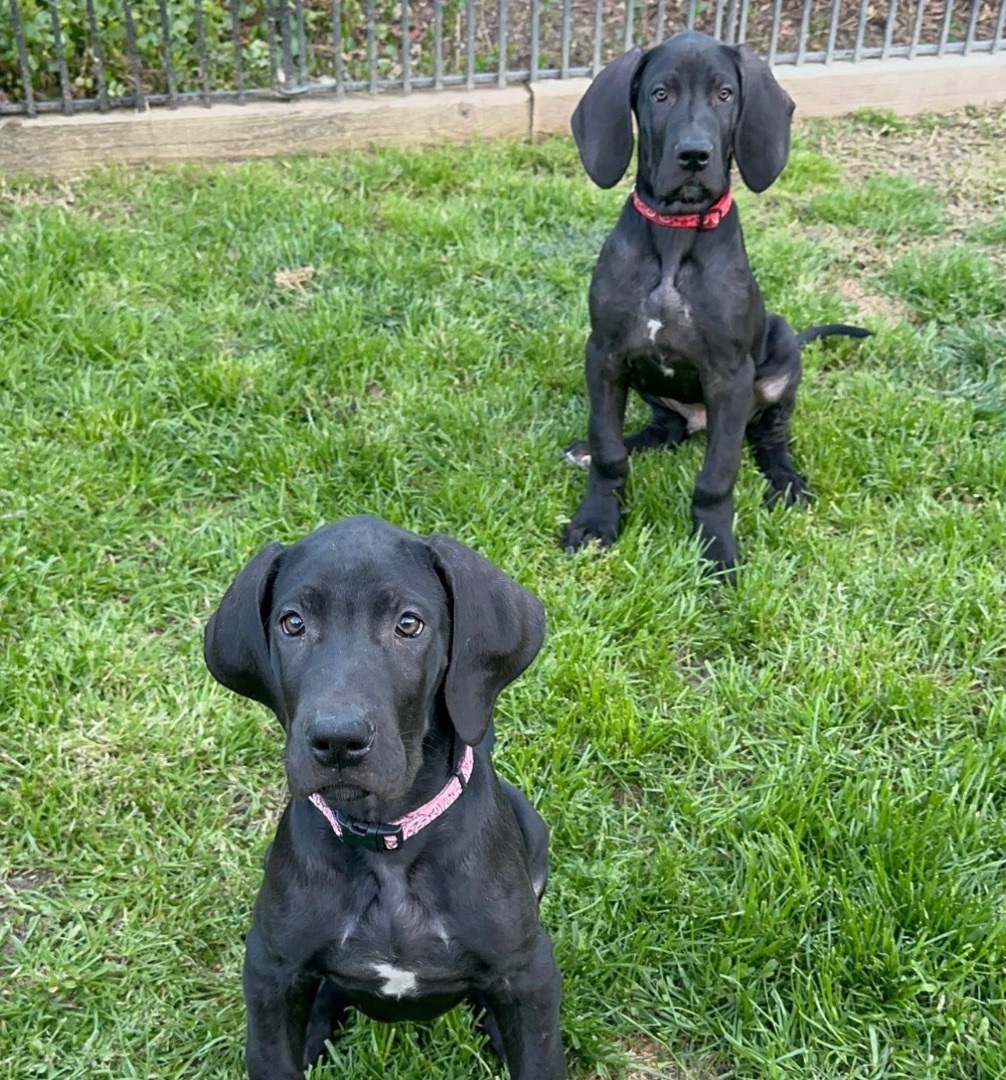 Enlarge Jan, a Adopted Great Dane in Simi Valley, CA image 2/4