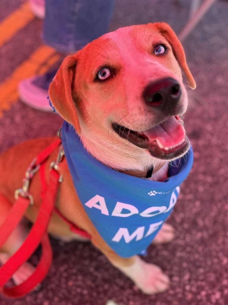 Enlarge Ice, a Adoptable Labrador Retriever in Rutherfordton, NC image 1/4