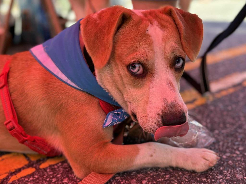 Enlarge Ice, a Adoptable Labrador Retriever in Rutherfordton, NC image 2/4