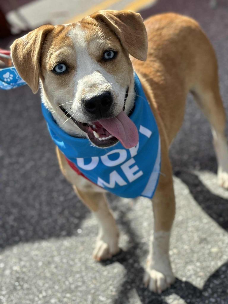 Enlarge Ice, a Adoptable Labrador Retriever in Rutherfordton, NC image 3/4